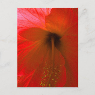 Red Hibiscus Flower Postcard