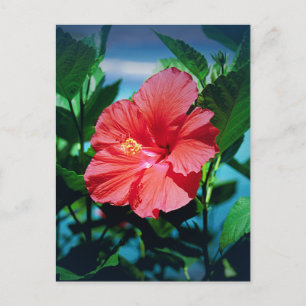 Red Hibiscus Flower Postcard