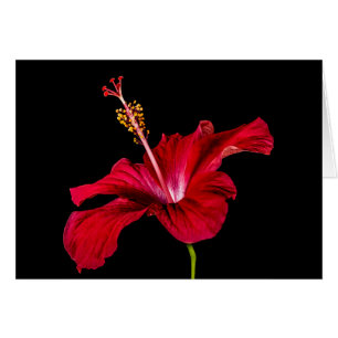 Red Hibiscus Flower Side View
