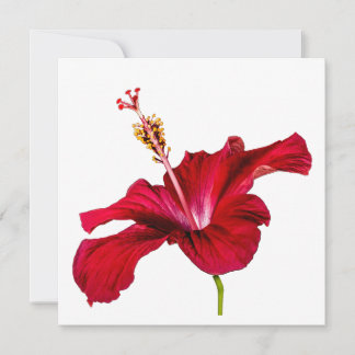 Red Hibiscus Flower Side View Invitation