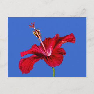 Red Hibiscus Flower Side View Postcard