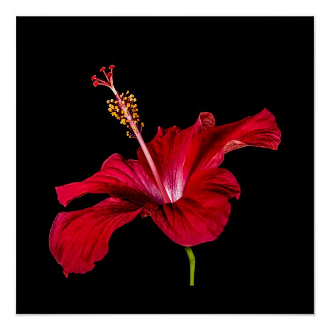Red Hibiscus Flower Side View Poster (Front)