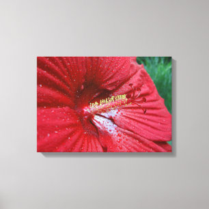 Red Hibiscus Flower With Raindrops Photo Canvas Print
