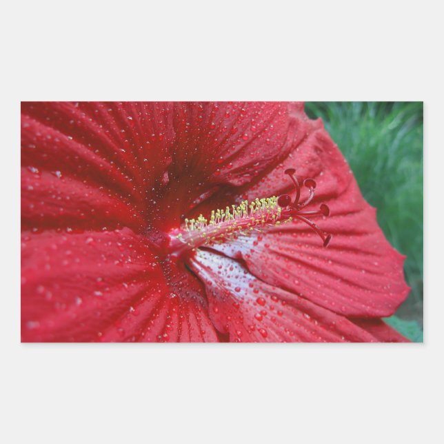 Red Hibiscus Flower With Raindrops Photo Rectangular Sticker (Front)