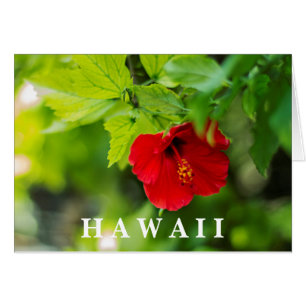 Red Hibiscus Hawaii Tropical Flower