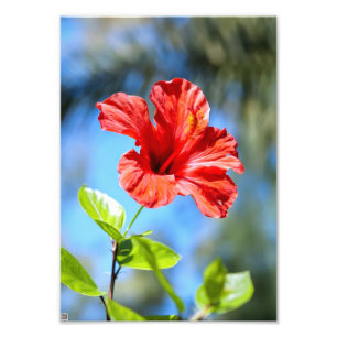 Red Hibiscus Photo Print