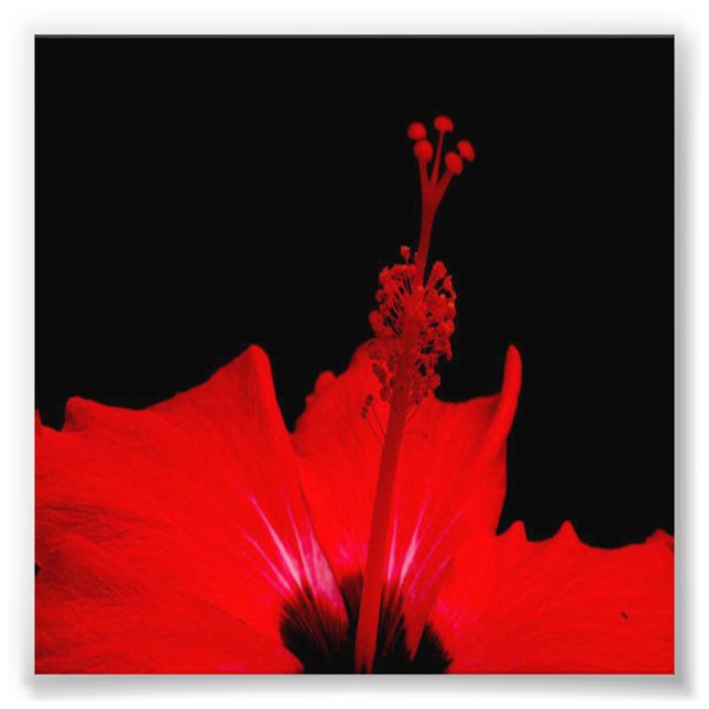 Red Hibiscus Photo Print (Front)