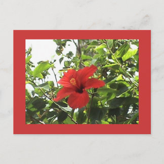Red Hibiscus Postcard