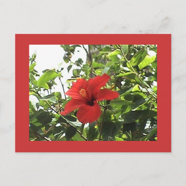 Red Hibiscus Postcard (Front)