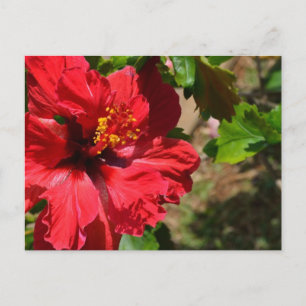 Red Hibiscus Postcard