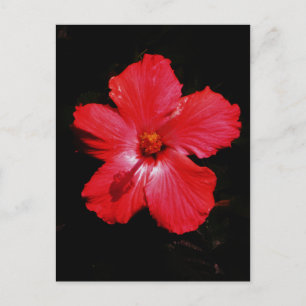 Red Hibiscus Postcard