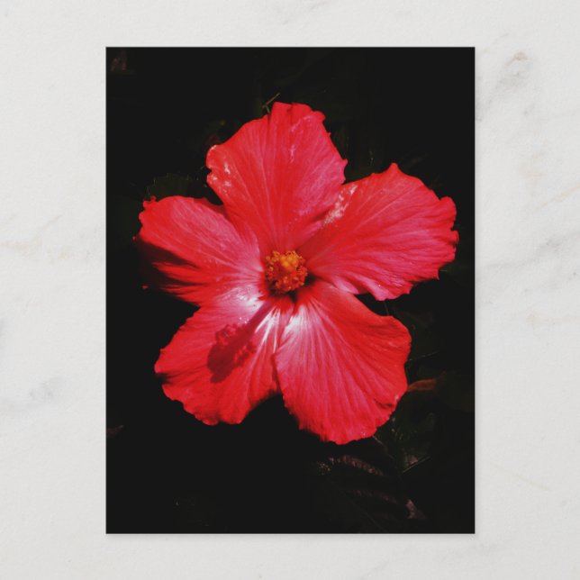 Red Hibiscus Postcard (Front)