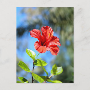 Red Hibiscus Postcard