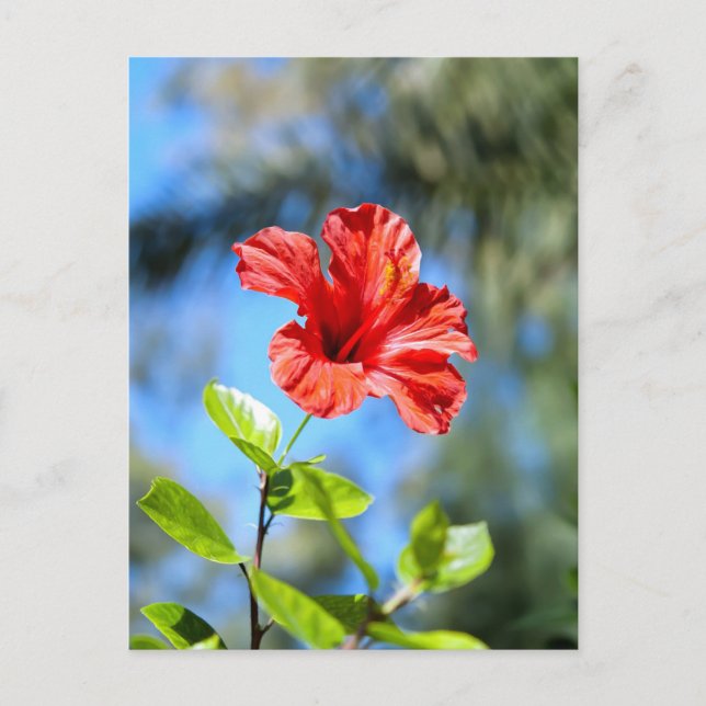 Red Hibiscus Postcard (Front)