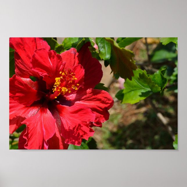 Red Hibiscus poster (Front)