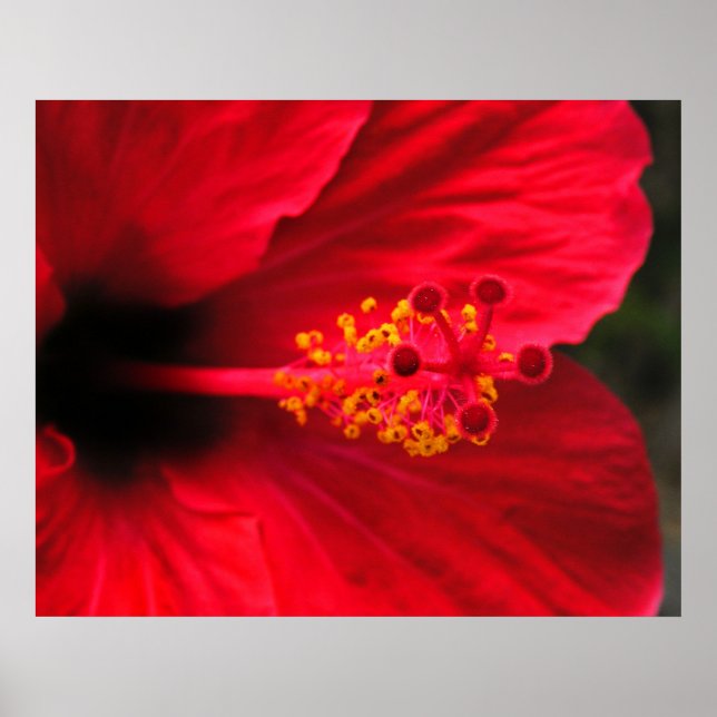 Red Hibiscus Poster (Front)