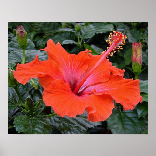 Red hibiscus poster (Front)