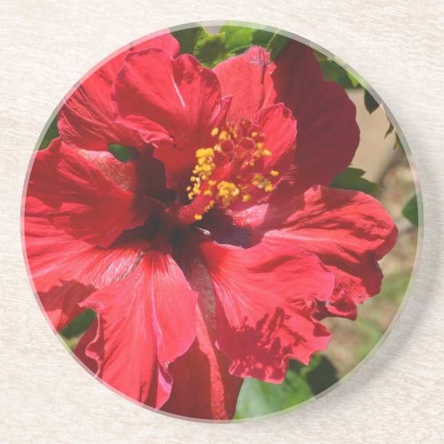 Red Hibiscus Sandstone Coaster (Front)