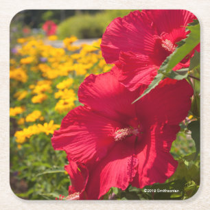 Red Hibiscus Square Paper Coaster