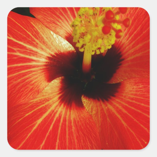 Red Hibiscus Square Sticker (Front)