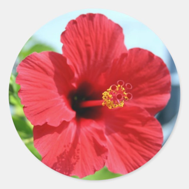 Red Hibiscus Sticker (Front)