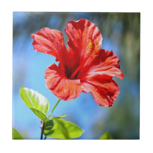 Red Hibiscus Tile