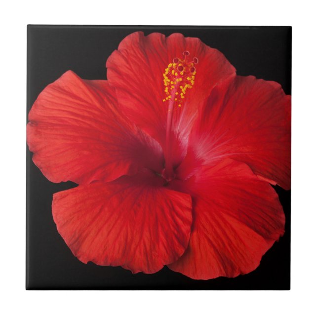 Red Hibiscus Tropical Flower Flowers Floral Tile (Front)