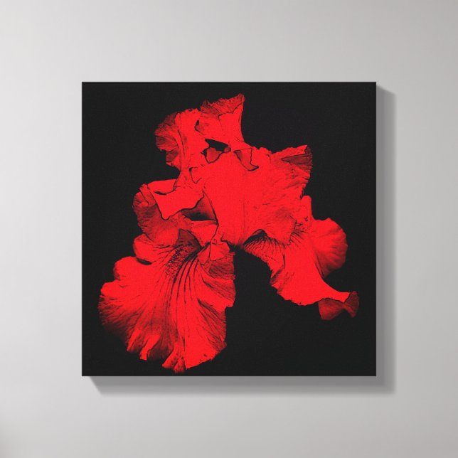 Red Hot Bearded Iris Flower Abstract  Canvas Print (Front)
