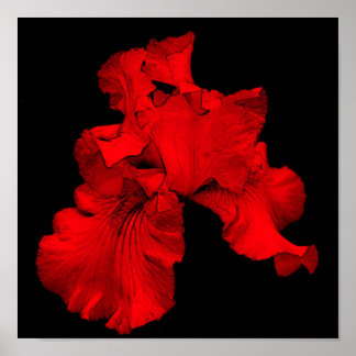 Red Hot Bearded Iris Flower Poster