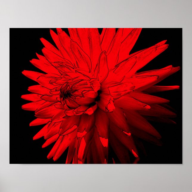 Red Hot Dahlia Flower Poster (Front)
