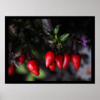 Red Hot Garden Salsa Chili Peppers.