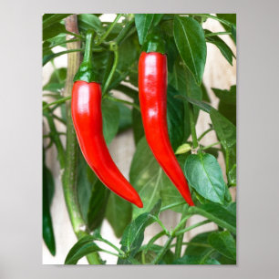 Red hot pepper poster