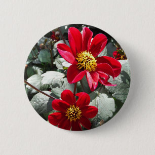 red hot pink daisy / daisies flowers 6 cm round badge