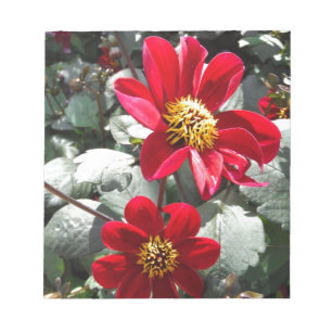 red hot pink daisy / daisies flowers notepad