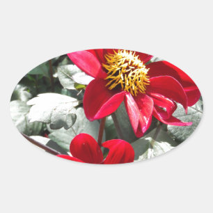 red hot pink daisy / daisies flowers oval sticker
