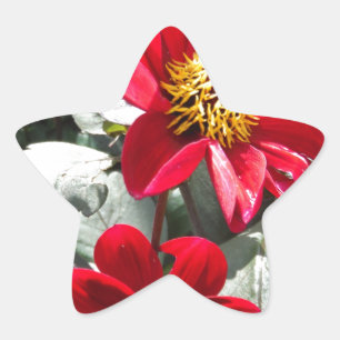 red hot pink daisy / daisies flowers star sticker