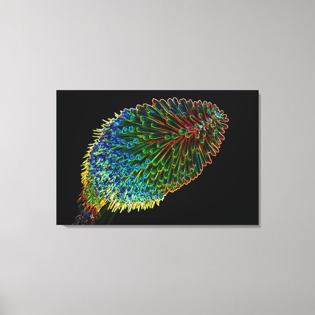 RED HOT POKER 24x36 Canvas Print (Front)