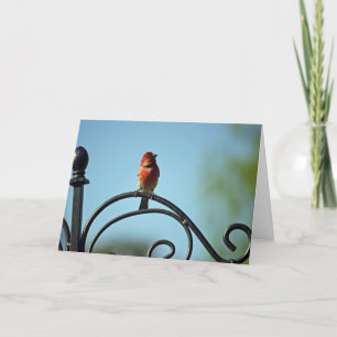 Red House Wren Birthday Greetings Card