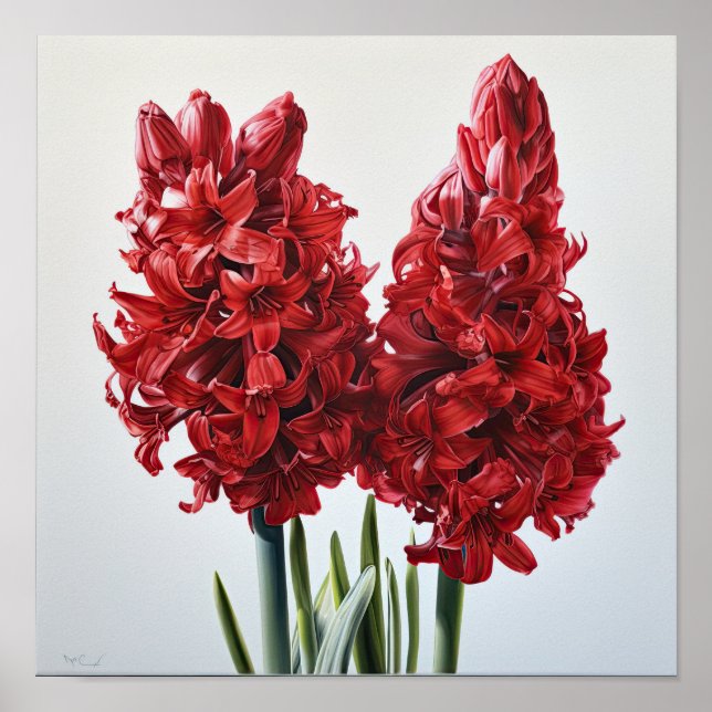 Red Hyacinth Flower Art Print Poster (Front)