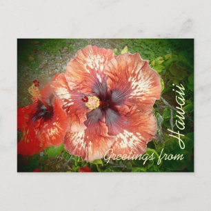 Red hybrid hibiscus colourful flower postcard