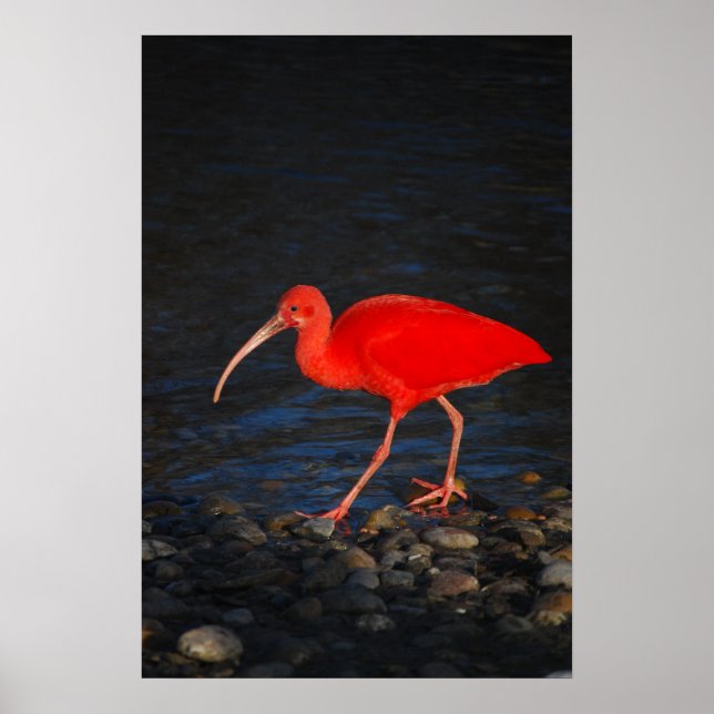 Red Ibis Poster (Front)
