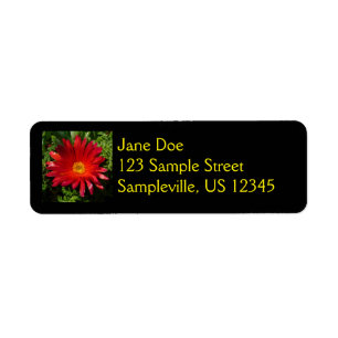 Red Ice Flower Colourful Carpet Plant