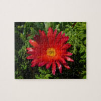 Red Ice Flower Colourful Carpet Plant