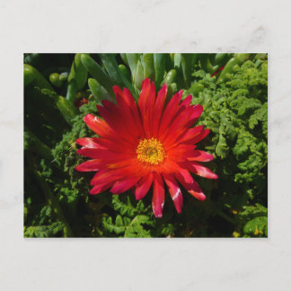 Red Ice Flower Colourful Carpet Plant Postcard