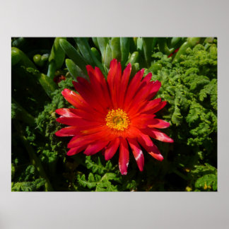 Red Ice Flower Colourful Carpet Plant Poster