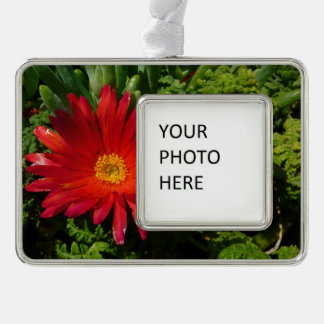 Red Ice Flower Colourful Carpet Plant Silver Plated Framed Ornament