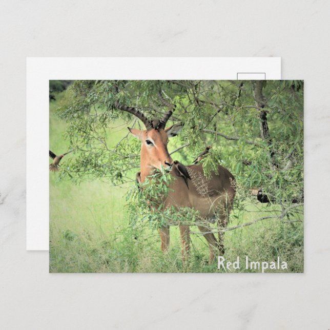 Red Impala Africa Postcard (Front/Back)