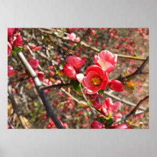 red in spring poster