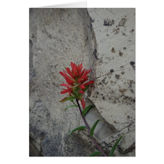 Red Indian Paintbrush Flower (Front)