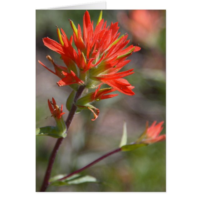 Red Indian Paintbrush Flower (Front)